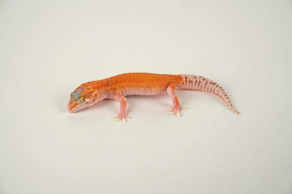 Leopard gecko Available for rehoming Eublepharis macularius 