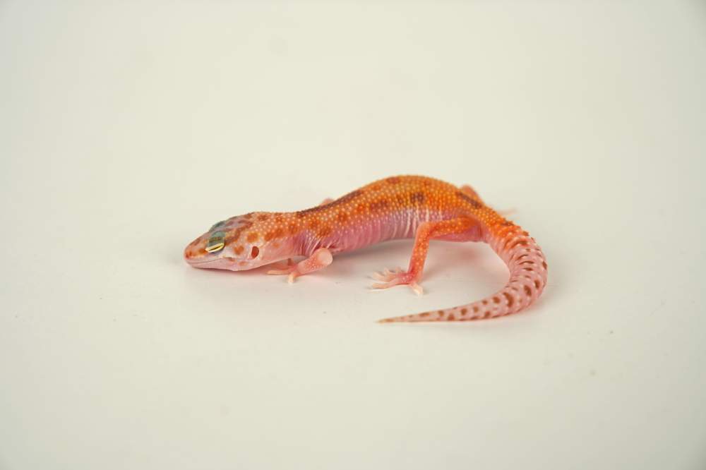 Leopard gecko Available for rehoming Eublepharis macularius 