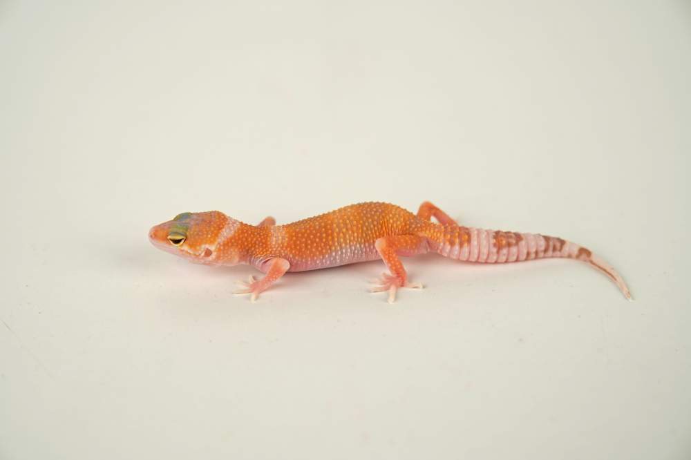 Leopard gecko Available for rehoming Eublepharis macularius 