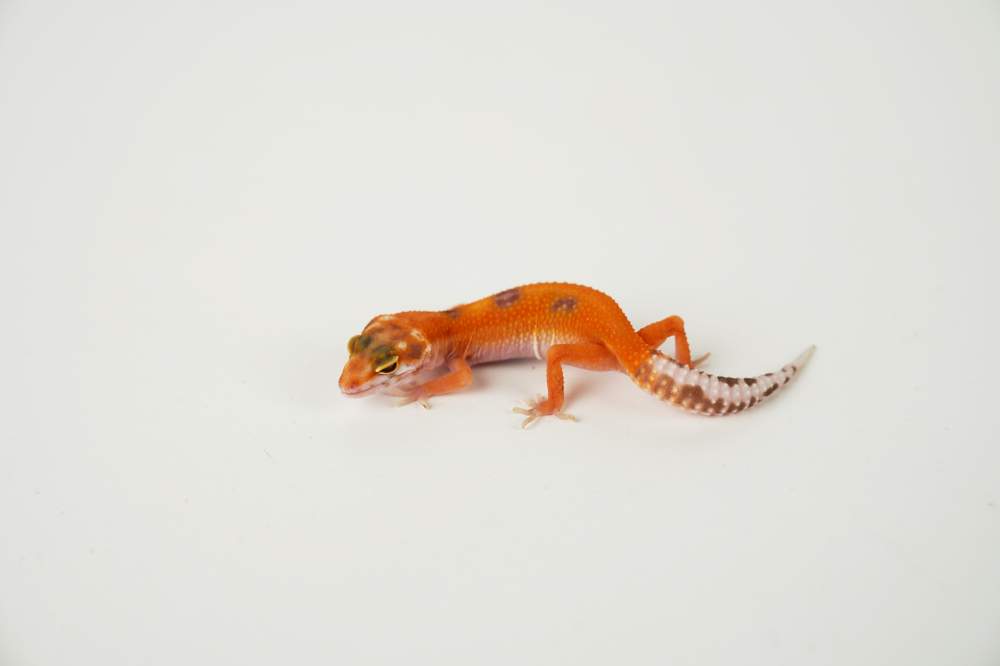 Leopard gecko Available for rehoming Eublepharis macularius 