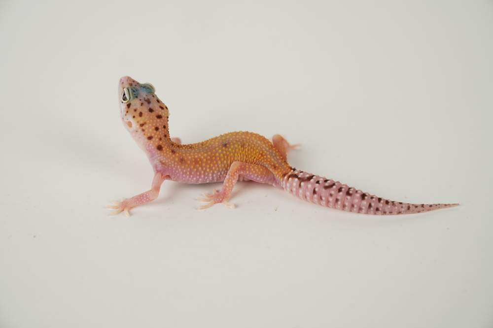 Leopard gecko Available for rehoming Eublepharis macularius 