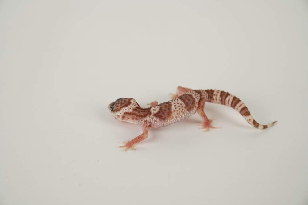Leopard gecko Available for rehoming Eublepharis macularius 