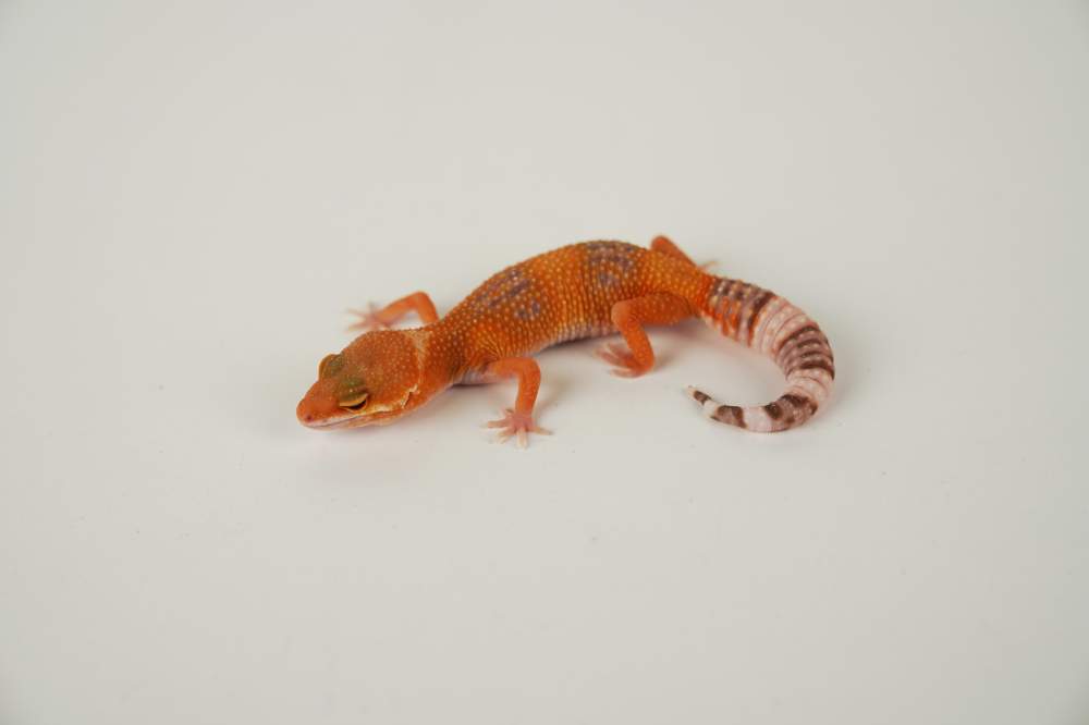 Leopard gecko Available for rehoming Eublepharis macularius 