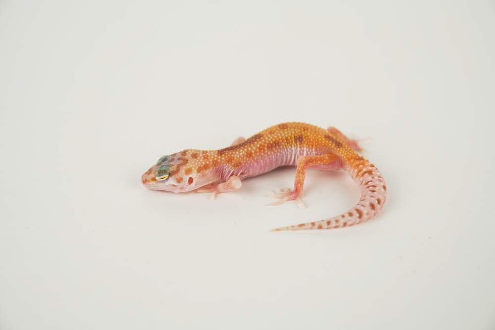 Leopard gecko Available for rehoming Eublepharis macularius 