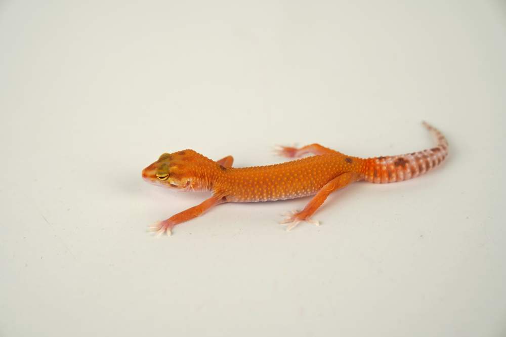 Leopard gecko Available for rehoming Eublepharis macularius 