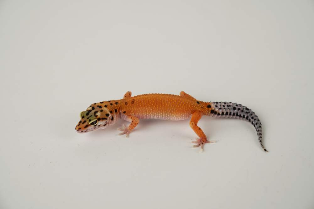 Leopard gecko Available for rehoming Eublepharis macularius 