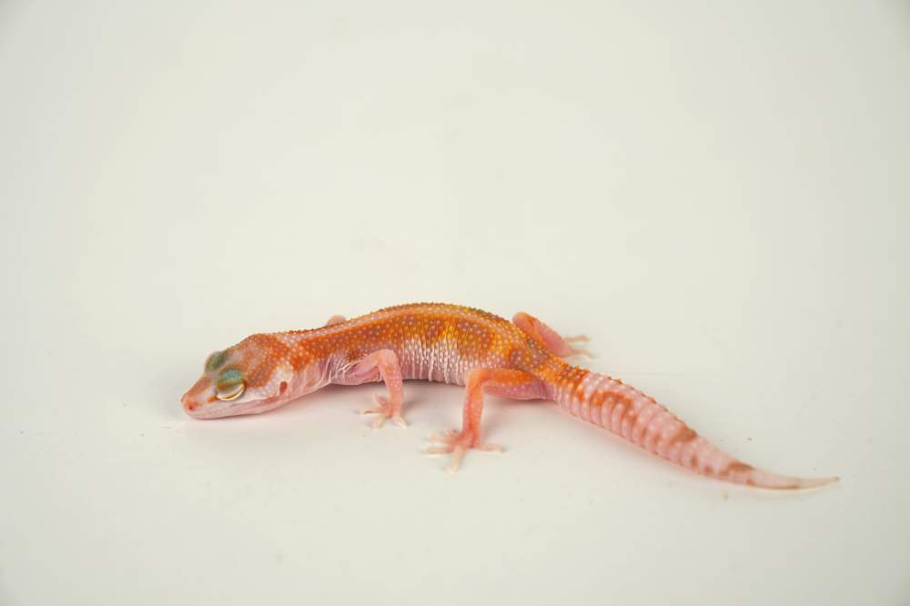 Leopard gecko Available for rehoming Eublepharis macularius 