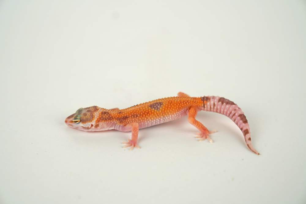 Leopard gecko Available for rehoming Eublepharis macularius 