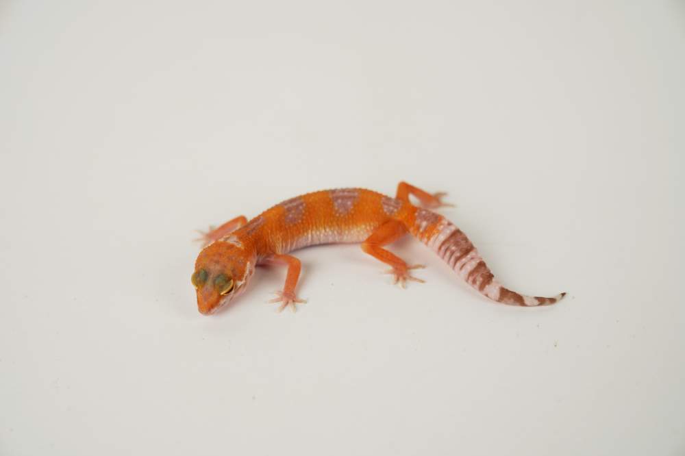 Leopard gecko Available for rehoming Eublepharis macularius 