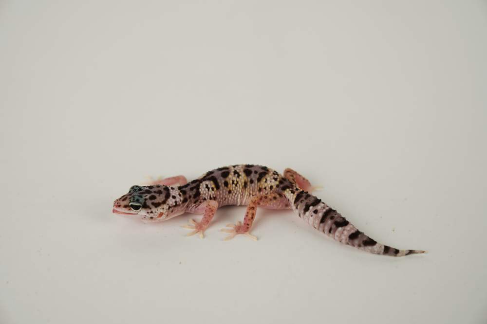 Leopard gecko Available for rehoming Eublepharis macularius 