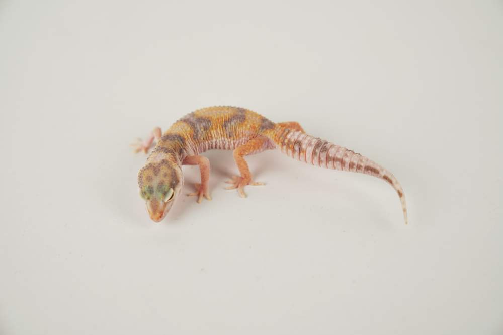 Leopard gecko Available for rehoming Eublepharis macularius 