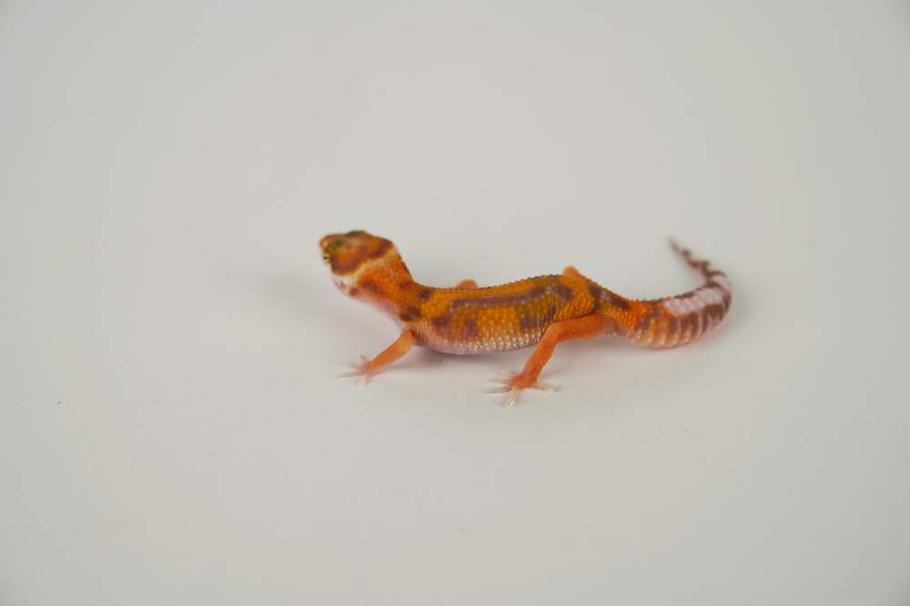 Leopard gecko Available for rehoming Eublepharis macularius 