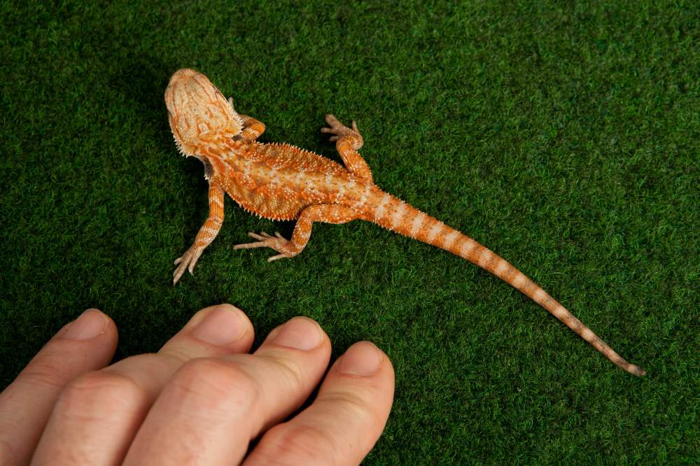 Bearded dragon Available for rehoming Pogona vitticeps Hungary, Budapest