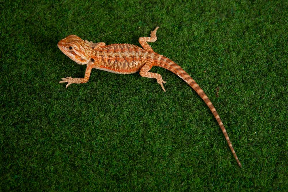 Bearded dragon Available for rehoming Pogona vitticeps Hungary, Budapest
