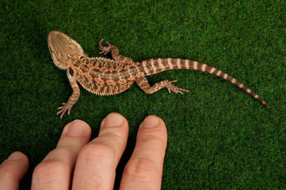 Bearded dragon Available for rehoming Pogona vitticeps Hungary, Budapest