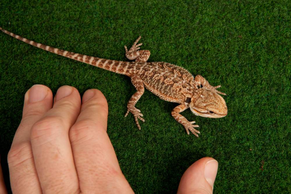 Bearded dragon Available for rehoming Pogona vitticeps Hungary, Budapest