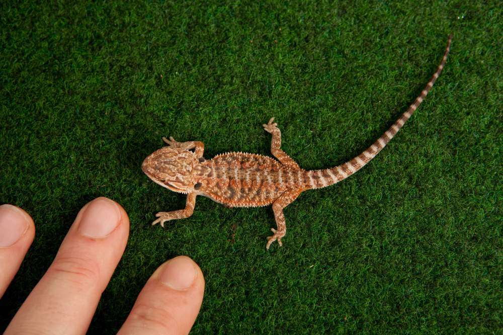 Bearded dragon Available for rehoming Pogona vitticeps Hungary, Budapest