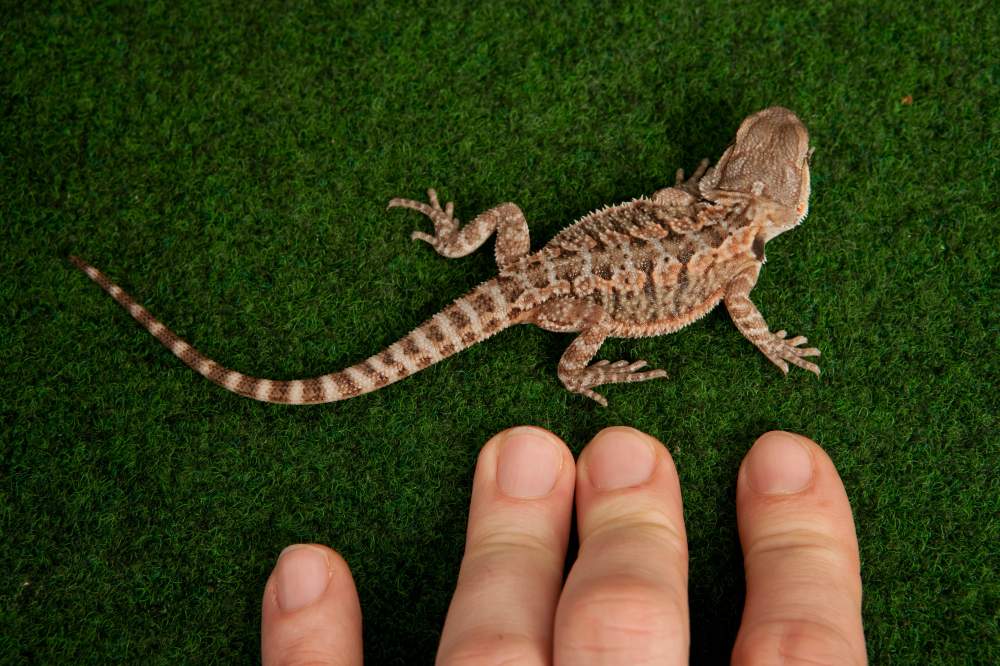 Bearded dragon Available for rehoming Pogona vitticeps Hungary, Budapest