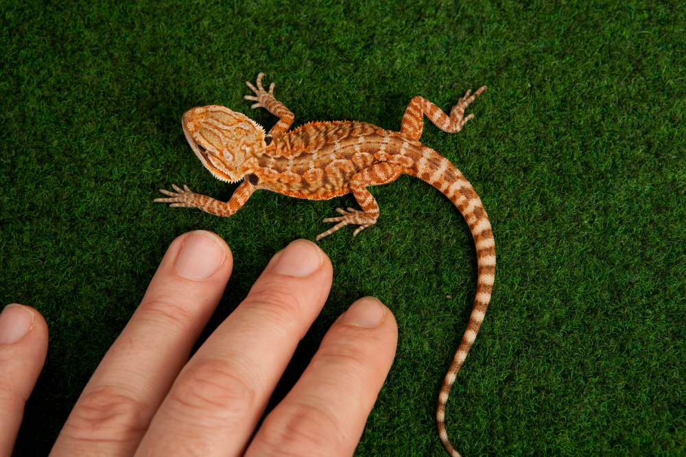 Bearded dragon Available for rehoming Pogona vitticeps Hungary, Budapest