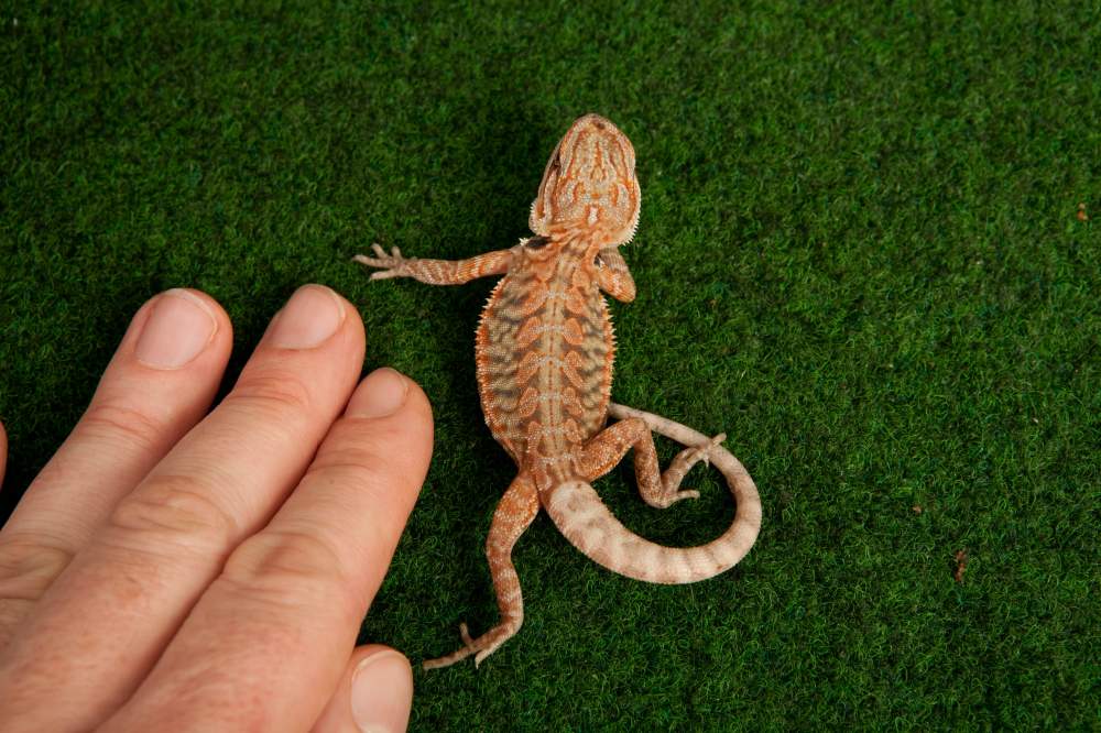 Bearded dragon Available for rehoming Pogona vitticeps Hungary, Budapest