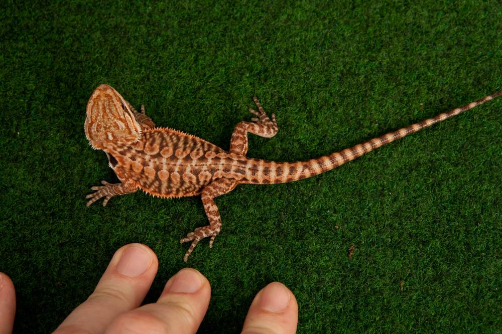 Bearded dragon Available for rehoming Pogona vitticeps Hungary, Budapest