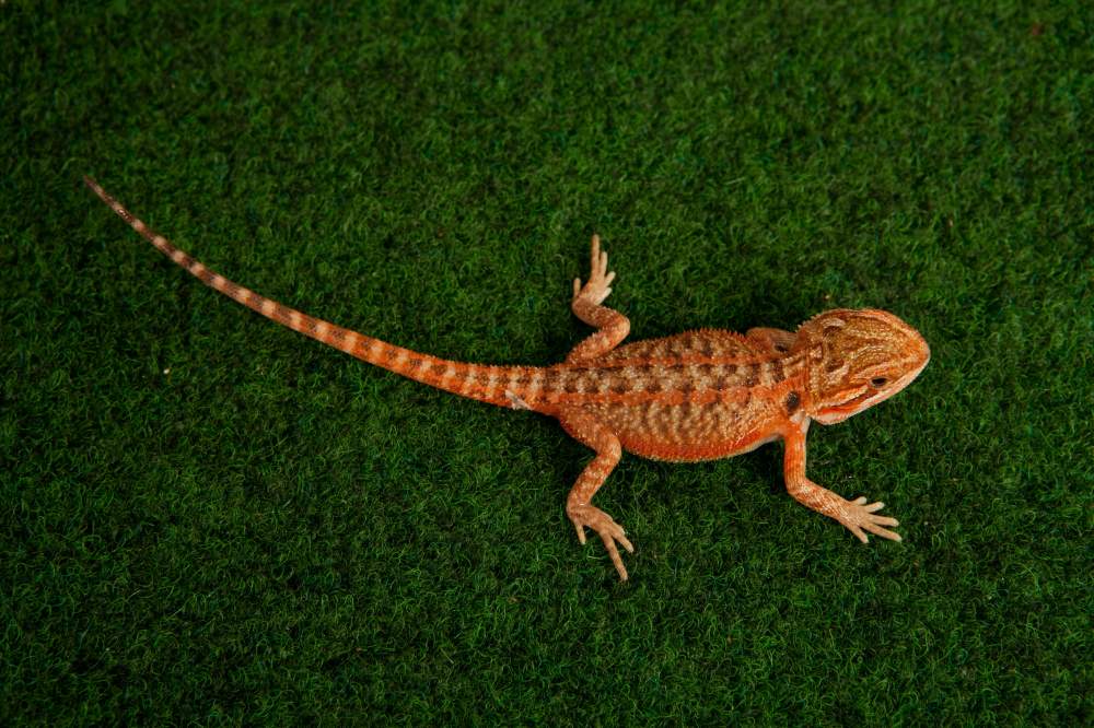 Bearded dragon Available for rehoming Pogona vitticeps Hungary, Budapest