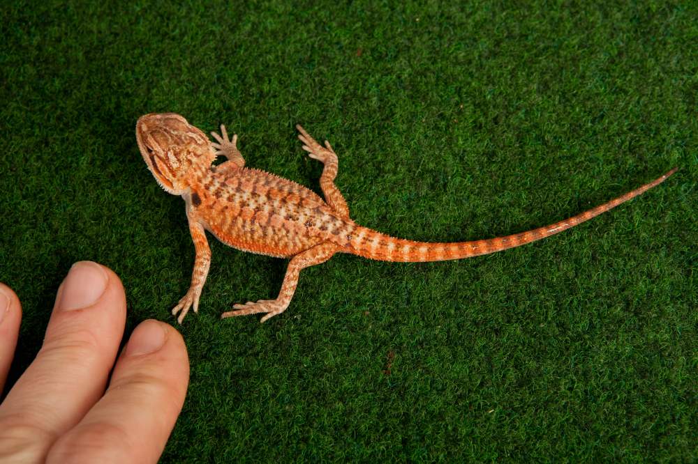 Bearded dragon Available for rehoming Pogona vitticeps Hungary, Budapest