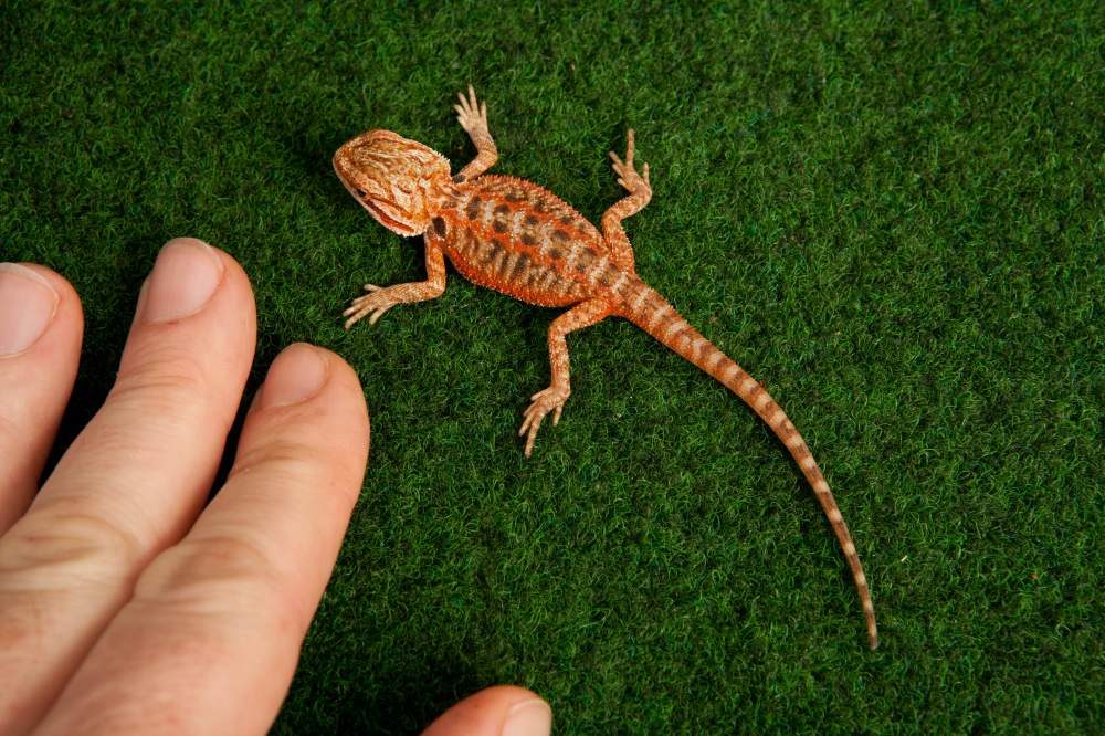 Bearded dragon Available for rehoming Pogona vitticeps Hungary, Budapest