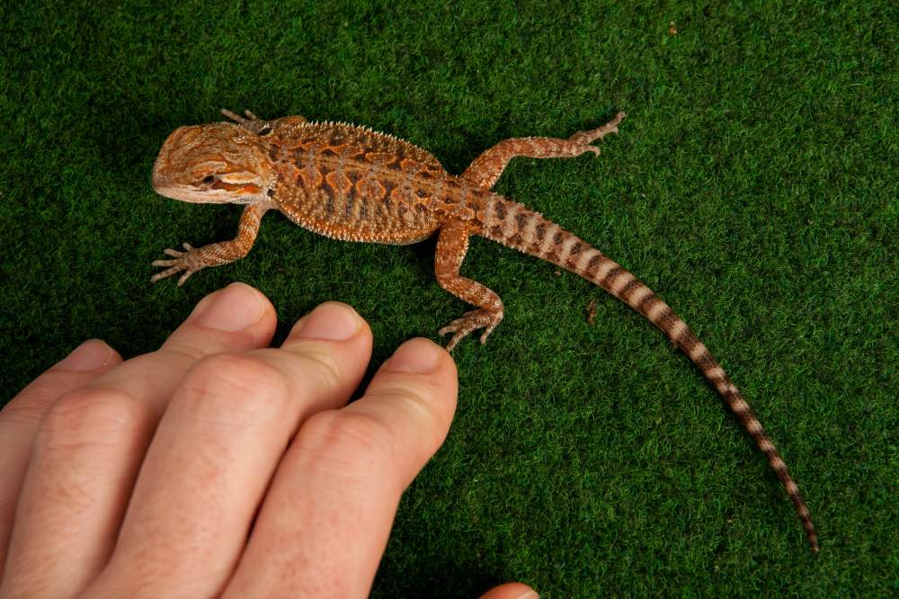 Bearded dragon Available for rehoming Pogona vitticeps Hungary, Budapest