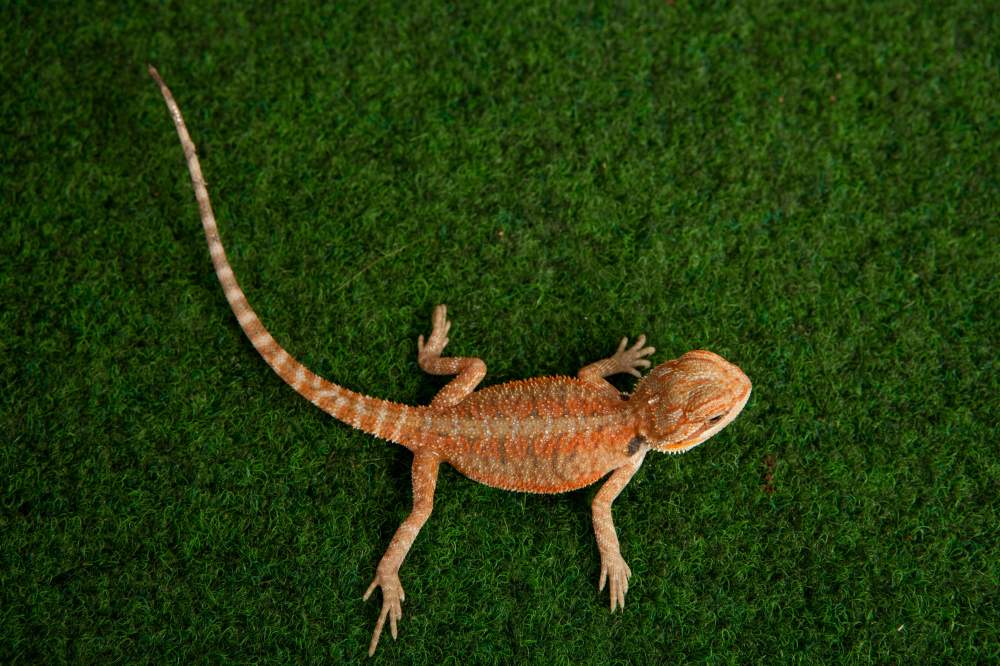 Bearded dragon Available for rehoming Pogona vitticeps Hungary, Budapest