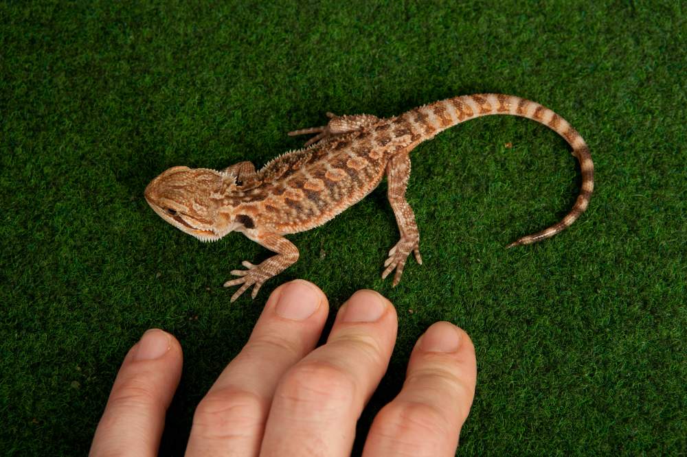 Bearded dragon Available for rehoming Pogona vitticeps Hungary, Budapest