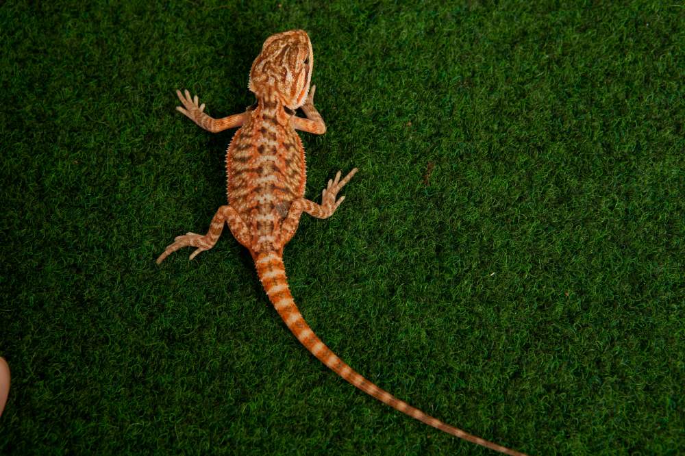 Bearded dragon Available for rehoming Pogona vitticeps Hungary, Budapest