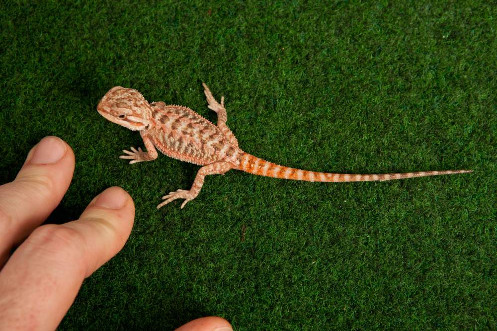 Bearded dragon Available for rehoming Pogona vitticeps Hungary, Budapest