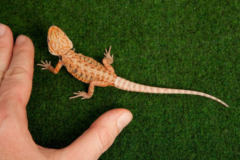 Bearded dragon Available for rehoming Pogona vitticeps Hungary, Budapest