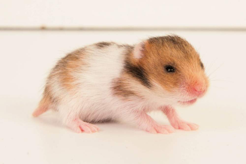 Golden hamster Available for rehoming Mesocricetus auratus Hungary, Budapest