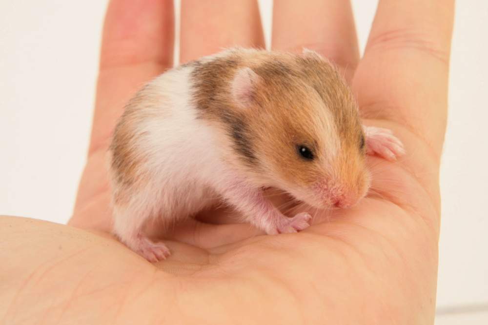 Golden hamster Available for rehoming Mesocricetus auratus Hungary, Budapest