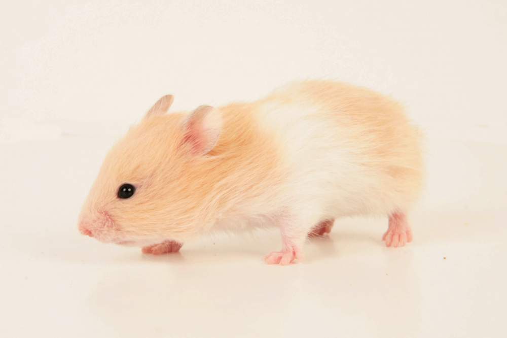 Golden hamster Available for rehoming Mesocricetus auratus Hungary, Budapest