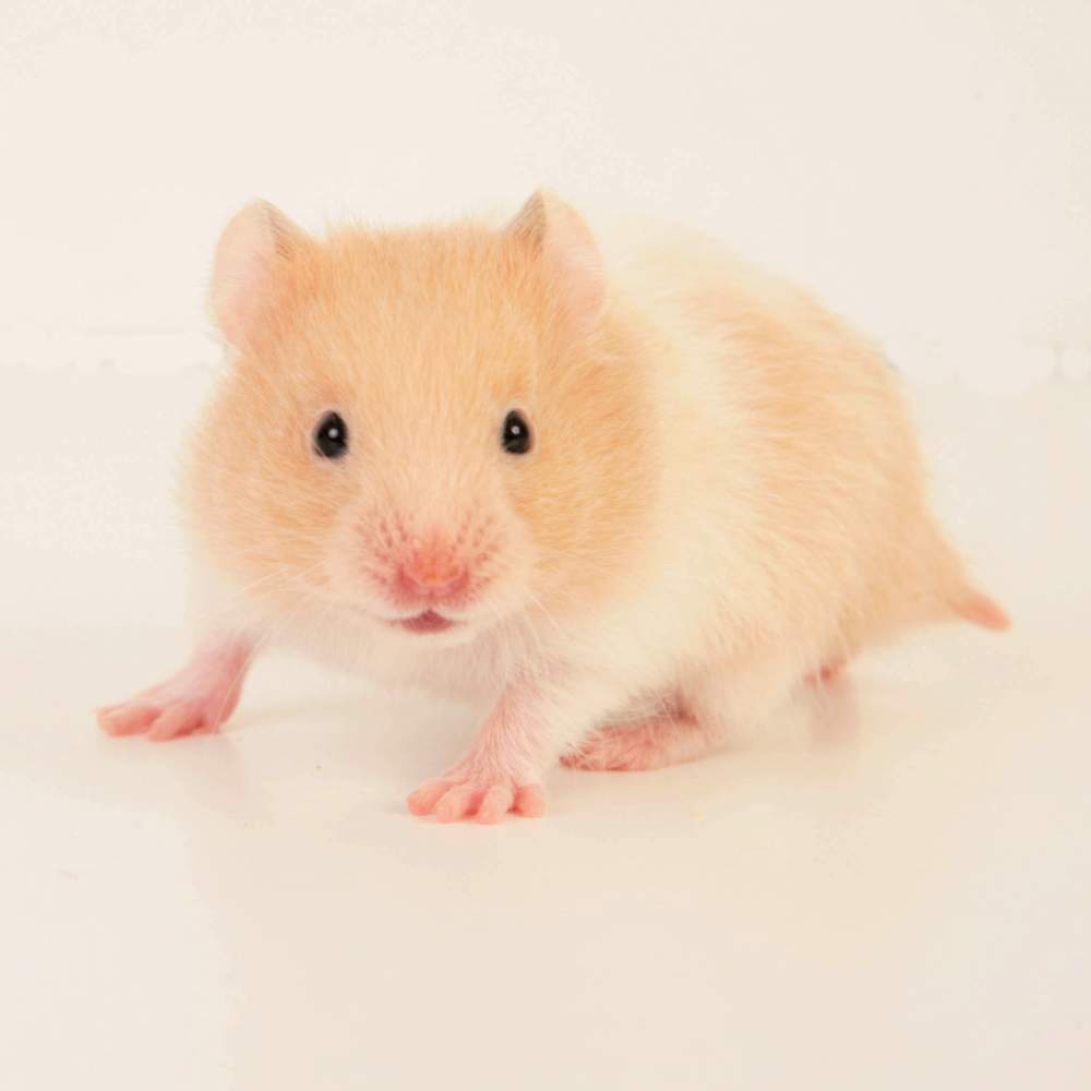 Golden hamster Available for rehoming Mesocricetus auratus Hungary, Budapest