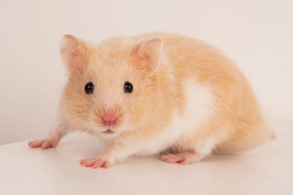 Golden hamster Available for rehoming Mesocricetus auratus Hungary, Budapest