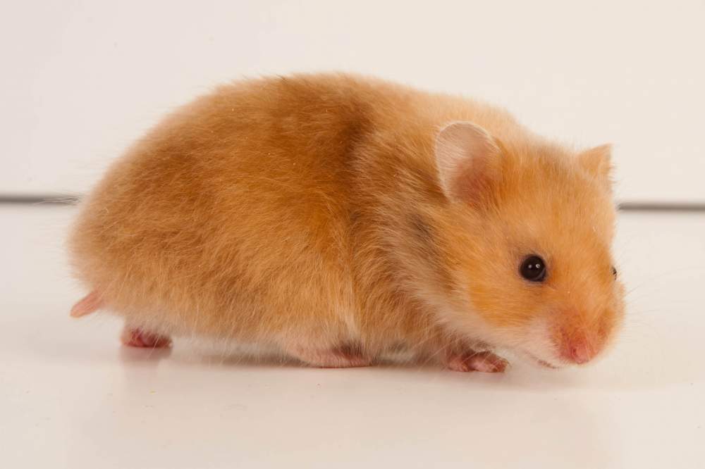 Golden hamster Available for rehoming Mesocricetus auratus Hungary, Budapest