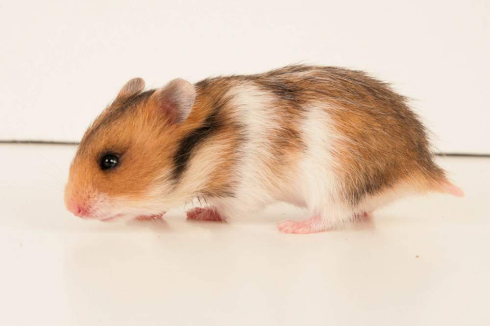 Golden hamster Available for rehoming Mesocricetus auratus Hungary, Budapest