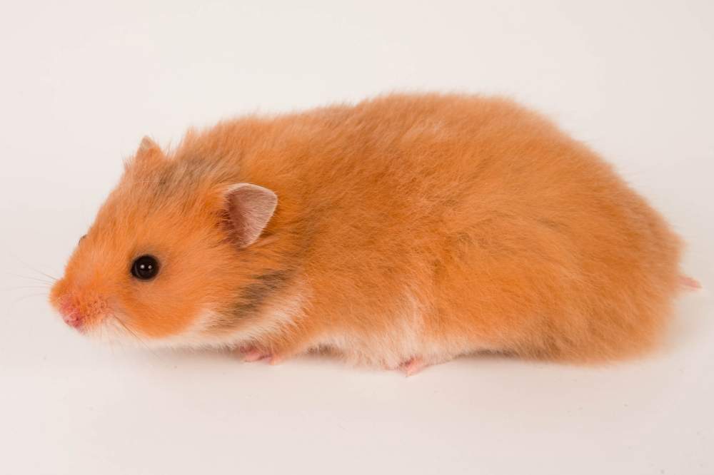 Golden hamster Available for rehoming Mesocricetus auratus Hungary, Budapest