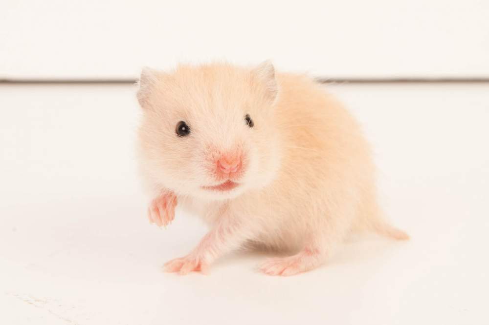 Golden hamster Available for rehoming Mesocricetus auratus Hungary, Budapest