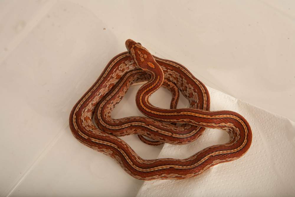 Corn snake Rehomed Pantherophis guttatus Hungary, Budapest