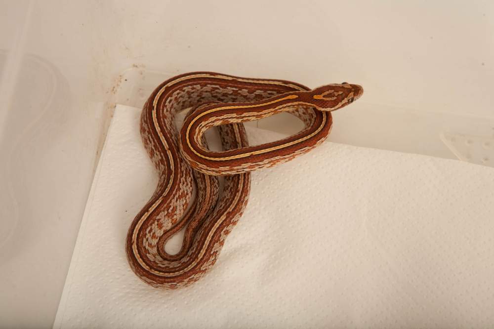 Corn snake Available for rehoming Pantherophis guttatus Hungary, Budapest