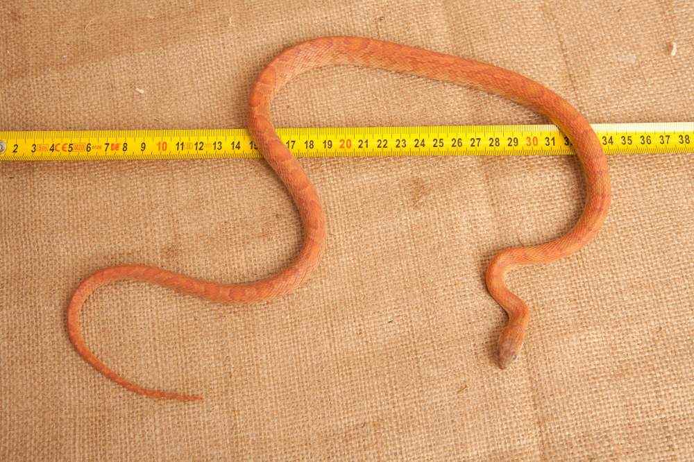 Corn snake Rehomed Pantherophis guttatus Hungary, Budapest