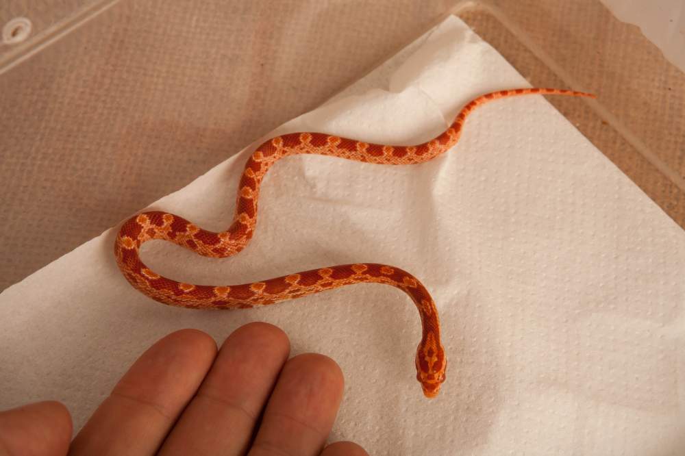 Corn snake Rehomed Pantherophis guttatus Hungary, Budapest