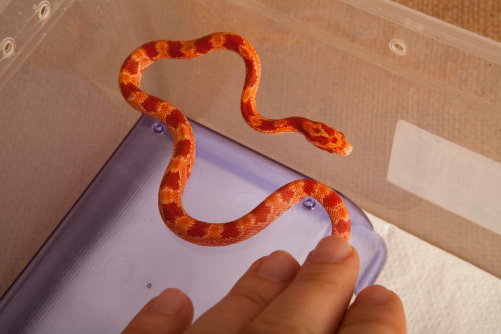 Corn snake Rehomed Pantherophis guttatus Hungary, Budapest