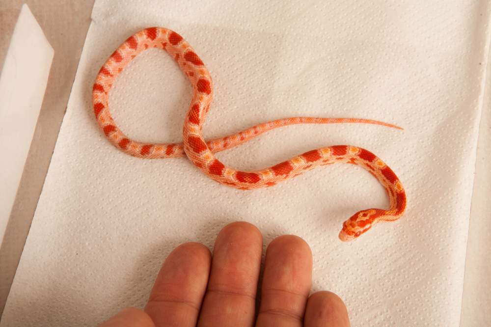 Corn snake Rehomed Pantherophis guttatus Hungary, Budapest