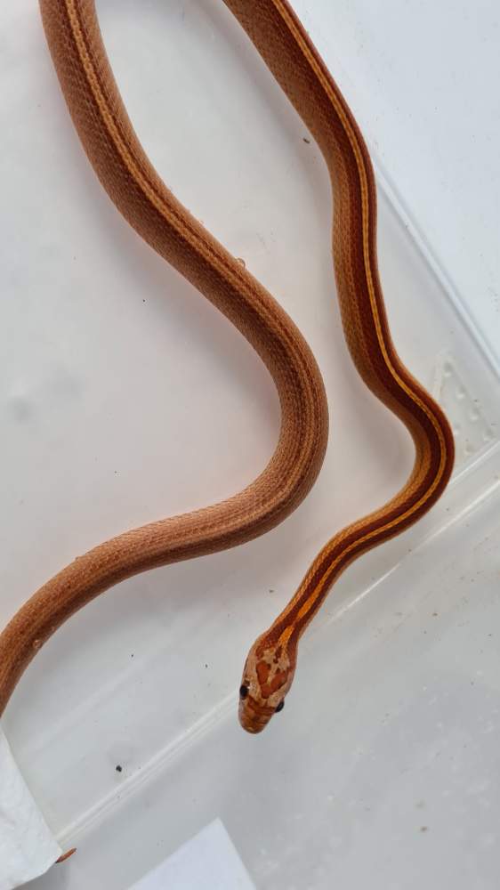 Corn snake Available for rehoming Pantherophis guttatus Hungary, Budapest